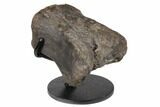 4.1" Hadrosaur (Hypacrosaur) Phalange with Metal Stand - Montana - #192746-1